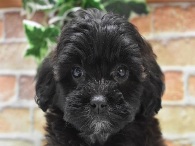 千葉県のハーフ犬 (ペッツワン幕張店/2024年3月24日生まれ/男の子/ブラックホワイト)の子犬